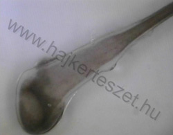 hajhagyma